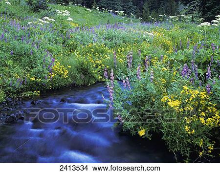 Annie Creek flows through Crater Lake National Park; Mazama, Oregon, United States of America View Large Photo Image Picture - Annie Creek flows through Crater Lake National Park; Mazama, Oregon, United States of America. Fotosearch