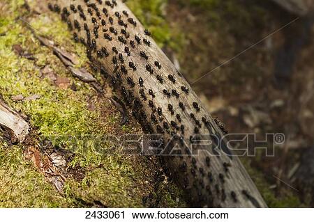 Ants in Tanjung Puting National Park, Central Kalimantan, Borneo, Indonesia View Large Photo Image Stock Image - Ants in Tanjung Puting National Park, Central Kalimantan, Borneo, Indonesia. Fotosearch