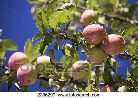 Apples growing on a tree against a deep blue sky; Calgary, Alberta, Canada View Large Photo Image Stock Photo - Apples growing on a tree against a deep blue sky; Calgary, Alberta, Canada. Fotosearch