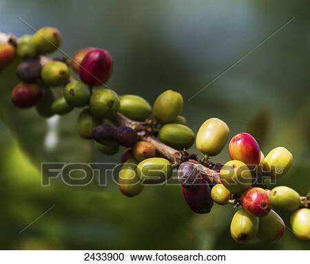 Stock Image - Arabica coffee berries, Panar Butan, North Sumatra, Indonesia. Fotosearch