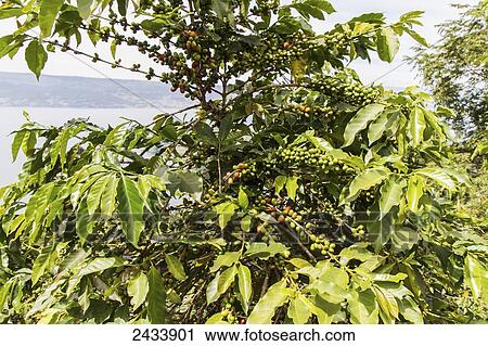 Arabica coffee berries, Panar Butan, North Sumatra, Indonesia View Large Photo Image Stock Image - Arabica coffee berries, Panar Butan, North Sumatra, Indonesia. Fotosearch