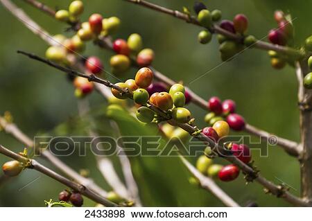 Stock Photo - Arabica coffee berries, Panar Butan, North Sumatra, Indonesia. Fotosearch