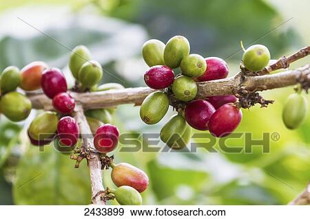 Arabica coffee berries, Panar Butan, North Sumatra, Indonesia View Large Photo Image Stock Photo - Arabica coffee berries, Panar Butan, North Sumatra, Indonesia. Fotosearch