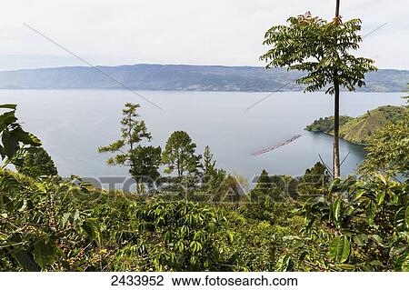 Arabica coffee plants, Panar Butan, North Sumatra, Indonesia View Large Photo Image Stock Image - Arabica coffee plants, Panar Butan, North Sumatra, Indonesia. Fotosearch