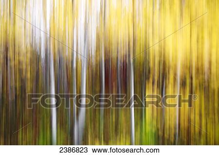 Aspen trees, motion-blurred abstract, Assiniboine Forest; Winnipeg, Manitoba, Canada View Large Photo Image Stock Image - Aspen trees, motion-blurred abstract, Assiniboine Forest; Winnipeg, Manitoba, Canada. Fotosearch