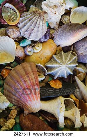 Stock Image - Assorted colourful seashells; Sydney, New South Wales, Australia. Fotosearch