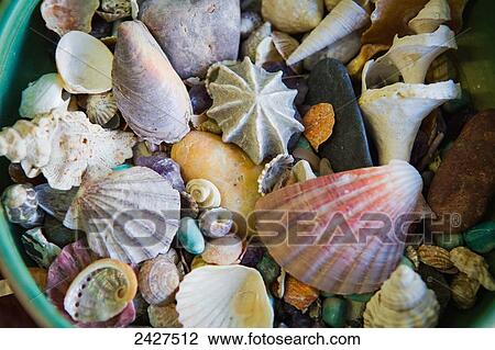 Assorted colourful seashells; Sydney, New South Wales, Australia View Large Photo Image Stock Image - Assorted colourful seashells; Sydney, New South Wales, Australia. Fotosearch