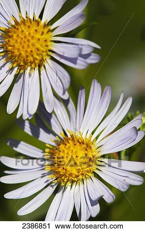 Asters provide autumn colour in a garden; Astoria, Oregon, United States of America View Large Photo Image Stock Image - Asters provide autumn colour in a garden; Astoria, Oregon, United States of America. Fotosearch
