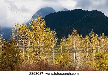 Autumn colours burst from the mountain background; Pitt Meadows, British Columbia, Canada View Large Photo Image Stock Photo - Autumn colours burst from the mountain background; Pitt Meadows, British Columbia, Canada. Fotosearch