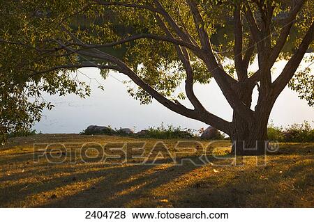 Autumn scene and a large tree on the shore of Beaumaris Lake; Edmonton, Alberta, Canada View Large Photo Image Stock Photo - Autumn scene and a large tree on the shore of Beaumaris Lake; Edmonton, Alberta, Canada. Fotosearch