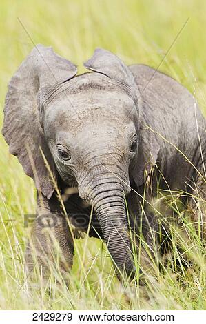 Baby elephant in tall grasses in the serengeti plains; Tanzania View Large Photo Image Stock Photo - Baby elephant in tall grasses in the serengeti plains; Tanzania. Fotosearch