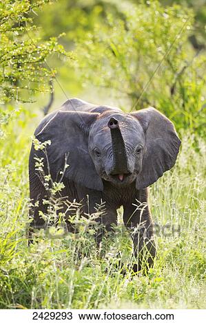 Baby elephant with his tongue sticking out at gomo gomo game lodge; South Africa View Large Photo Image Stock Image - Baby elephant with his tongue sticking out at gomo gomo game lodge; South Africa. Fotosearch