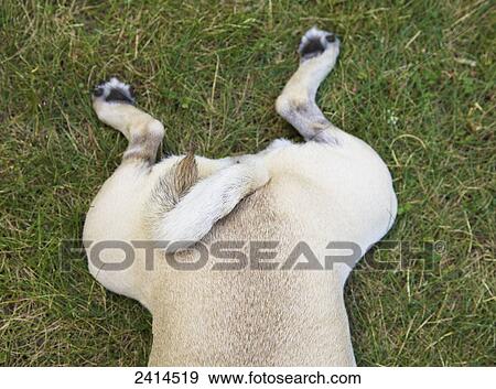 Back end of pug lying on grass; Toronto, Ontario, Canada View Large Photo Image Stock Photo - Back end of pug lying on grass; Toronto, Ontario, Canada. Fotosearch