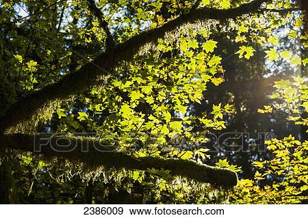 Stock Photo - Backlit vine maple leaves; British Columbia, Canada. Fotosearch