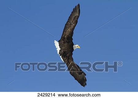 Picture - Bald eagle in the skies over Portage, Alaska area of Southcentral Alaska in Spring, 2012. Aerobatic manuvers with another eagle. Blue sky background.. Fotosearch