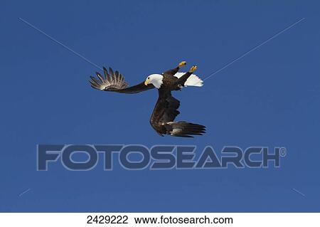 Bald eagle in the skies over Portage, Alaska area of Southcentral Alaska in Spring, 2012. Aerobatic manuvers with another eagle. Blue sky background. View Large Photo Image Stock Image - Bald eagle in the skies over Portage, Alaska area of Southcentral Alaska in Spring, 2012. Aerobatic manuvers with another eagle. Blue sky background.. Fotosearch