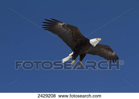 Stock Photo - Bald eagle in the skies over Portage, Alaska, Southcentral Alaska, Spring. Fotosearch