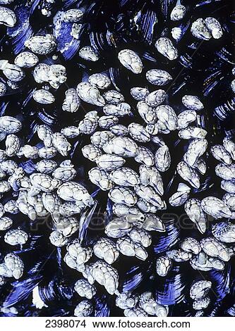 Barnacles and Blue Mussels cling to the rocks; Florence, Oregon, United States of America View Large Photo Image Picture - Barnacles and Blue Mussels cling to the rocks; Florence, Oregon, United States of America. Fotosearch