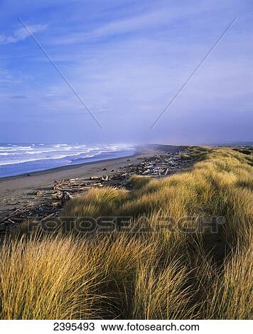 Stock Image - Beach grass grows on the foredune; Bandon, Oregon, United States of America. Fotosearch