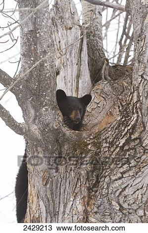Stock Image - Bears. Black bears in Anchorage, Alaska. Spring. Southcentral Alaska. A playful cub climbs around the cottonwood tree. Its den is in the broken off cottonwood tree.. Fotosearch