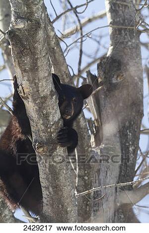 Stock Photo - Bears. Black bears in Anchorage, Alaska. Spring. Southcentral Alaska. A playful cub climbs around the cottonwood tree. Its den is in the broken off cottonwood tree.. Fotosearch