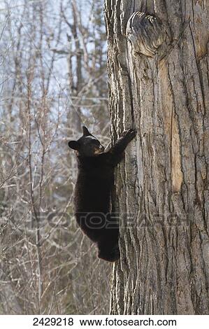 Bears. Black bears in Anchorage, Alaska. Spring. Southcentral Alaska. A playful cub climbs around the cottonwood tree. Its den is in the broken off cottonwood tree. View Large Photo Image Stock Photo - Bears. Black bears in Anchorage, Alaska. Spring. Southcentral Alaska. A playful cub climbs around the cottonwood tree. Its den is in the broken off cottonwood tree.. Fotosearch