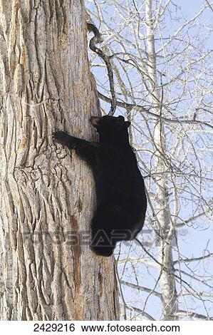 Bears. Black bears in Anchorage, Alaska. Spring. Southcentral Alaska. The sow Black bear climbs down the cottonwood tree. Above her is her winter's den which she shared with two cubs. View Large Photo Image Stock Photograph - Bears. Black bears in Anchorage, Alaska. Spring. Southcentral Alaska. The sow Black bear climbs down the cottonwood tree. Above her is her winter's den which she shared with two cubs.. Fotosearch