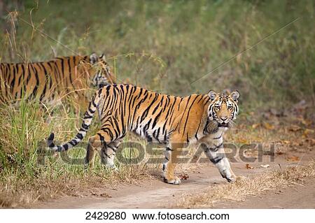 Bengal tigers (Panthera tigris tigris) walking at the Pench National Park; Madhya Pradesh, India View Large Photo Image Stock Image - Bengal tigers (Panthera tigris tigris) walking at the Pench National Park; Madhya Pradesh, India. Fotosearch