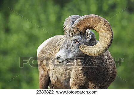 Bighorn Sheep (Ovis canadensis), Banff National Park; Alberta, Canada View Large Photo Image Stock Image - Bighorn Sheep (Ovis canadensis), Banff National Park; Alberta, Canada. Fotosearch