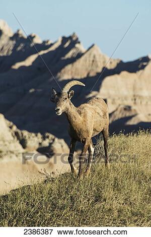 Bighorn Sheep (Ovis canadensis), Badlands National Park; South Dakota, United States of America View Large Photo Image Stock Photo - Bighorn Sheep (Ovis canadensis), Badlands National Park; South Dakota, United States of America. Fotosearch