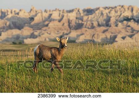 Bighorn Sheep (Ovis canadensis), Badlands National Park; South Dakota, United States of America View Large Photo Image Stock Photo - Bighorn Sheep (Ovis canadensis), Badlands National Park; South Dakota, United States of America. Fotosearch