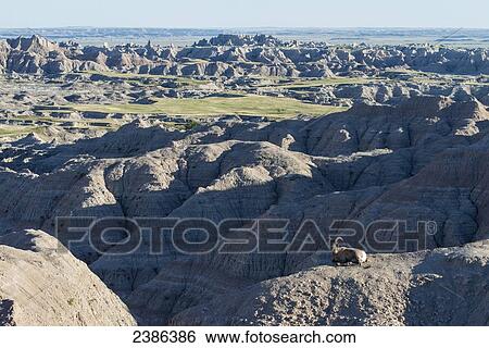 Bighorn Sheep (Ovis canadensis), Badlands National Park; South Dakota, United States of America View Large Photo Image Stock Photograph - Bighorn Sheep (Ovis canadensis), Badlands National Park; South Dakota, United States of America. Fotosearch
