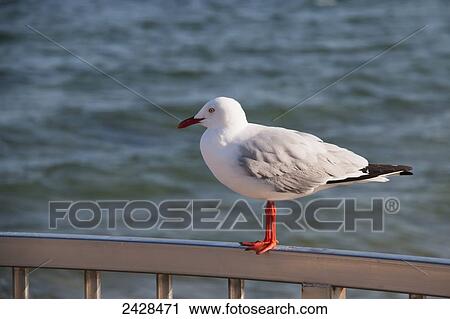 Bird perched on a railing at the water's edge; Brisbane, Queensland, Australia View Large Photo Image Stock Image - Bird perched on a railing at the water's edge; Brisbane, Queensland, Australia. Fotosearch