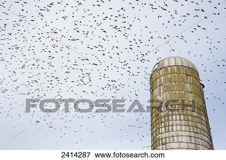 Stock Photo - Birds flying over a silo; Ridgely, Maryland, United States of America. Fotosearch