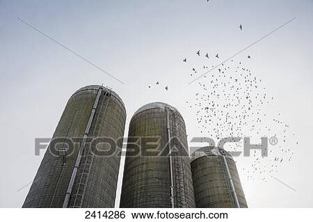 Birds flying over three silos; Ridgely, Maryland, United States of America View Large Photo Image Stock Photograph - Birds flying over three silos; Ridgely, Maryland, United States of America. Fotosearch