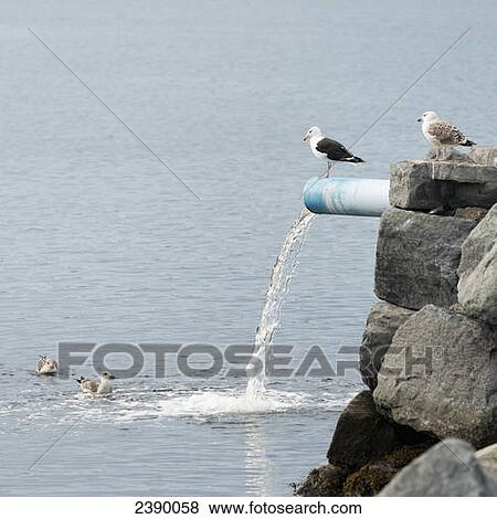 Birds stand and swim around the water pouring from a pipe on the rock wall at Norris Point; Newfoundland and Labrador, Canada View Large Photo Image Stock Photo - Birds stand and swim around the water pouring from a pipe on the rock wall at Norris Point; Newfoundland and Labrador, Canada. Fotosearch