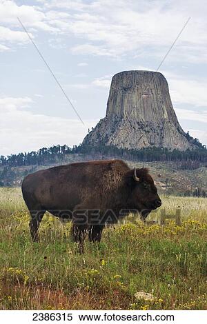 Bison in front of Devils Tower National Monument; Wyoming, United States of America View Large Photo Image Stock Photography - Bison in front of Devils Tower National Monument; Wyoming, United States of America. Fotosearch