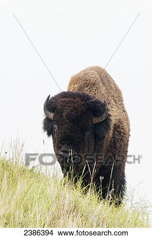 Picture - Bison, Wind Cave National Park; South Dakota, United States of America. Fotosearch