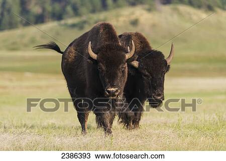 Stock Image - Bison, Wind Cave National Park; South Dakota, United States of America. Fotosearch