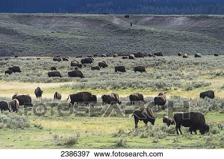 Bison, Yellowstone National Park; Wyoming, United States of America View Large Photo Image Stock Photo - Bison, Yellowstone National Park; Wyoming, United States of America. Fotosearch
