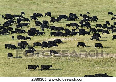 Black angus cattle herd, outside Badlands National Park; South Dakota, United States of America View Large Photo Image Stock Photography - Black angus cattle herd, outside Badlands National Park; South Dakota, United States of America. Fotosearch