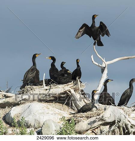 Stock Photograph - Black birds perched on rocks and driftwood against a blue sky; Kenora, Ontario, Canada. Fotosearch