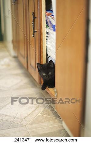 Black kitten hiding in a cupboard; Caledon, Ontario, Canada View Large Photo Image Stock Image - Black kitten hiding in a cupboard; Caledon, Ontario, Canada. Fotosearch