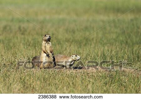 Black-tail prairie dog (cynomys ludovicianus), Wind Cave National Park; South Dakota, United States of America View Large Photo Image Stock Photo - Black-tail prairie dog (cynomys ludovicianus), Wind Cave National Park; South Dakota, United States of America. Fotosearch