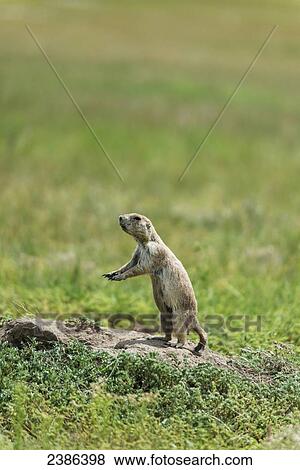 Stock Photo - Black-tail prairie dog (cynomys ludovicianus), Wind Cave National Park; South Dakota, United States of America. Fotosearch