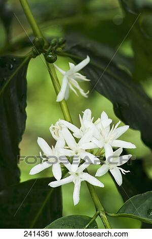 Bloomimg Kona coffee flowers; Holualoa, Island of Hawaii, Hawaii, United States of America View Large Photo Image Stock Image - Bloomimg Kona coffee flowers; Holualoa, Island of Hawaii, Hawaii, United States of America. Fotosearch