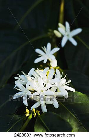 Blooming Kona coffee tree flowers; Holualoa, Big Island, Hawaii, United States of America View Large Photo Image Stock Photo - Blooming Kona coffee tree flowers; Holualoa, Big Island, Hawaii, United States of America. Fotosearch
