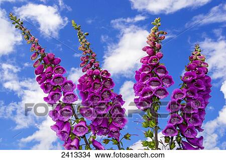 Blossoming purple foxgloves; Wales View Large Photo Image Picture - Blossoming purple foxgloves; Wales. Fotosearch