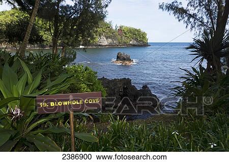 Blowhole Cove in Onomea Bay; Island of Hawaii, Hawaii, United States of America View Large Photo Image Stock Image - Blowhole Cove in Onomea Bay; Island of Hawaii, Hawaii, United States of America. Fotosearch