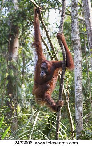 Bornean orangutan (Pongo pygmaeus) at Tangung Harapan, Tanjung Puting National Park, Central Kalimantan, Borneo, Indonesia View Large Photo Image Stock Photograph - Bornean orangutan (Pongo pygmaeus) at Tangung Harapan, Tanjung Puting National Park, Central Kalimantan, Borneo, Indonesia. Fotosearch